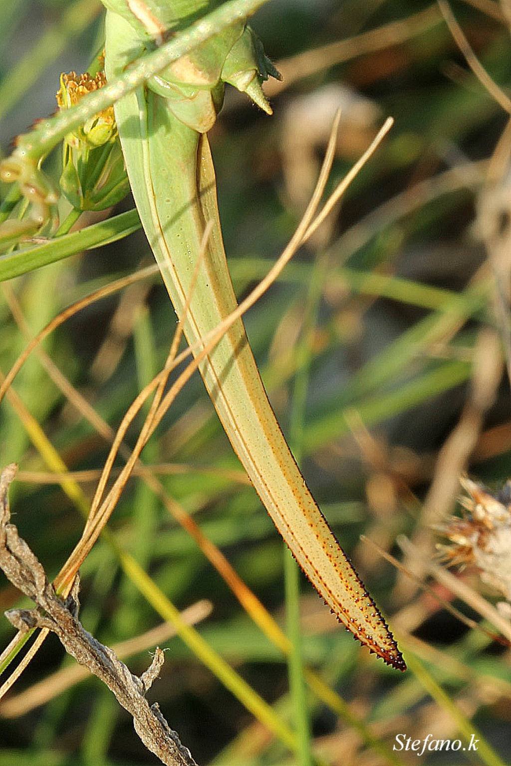 Femmina di Saga pedo